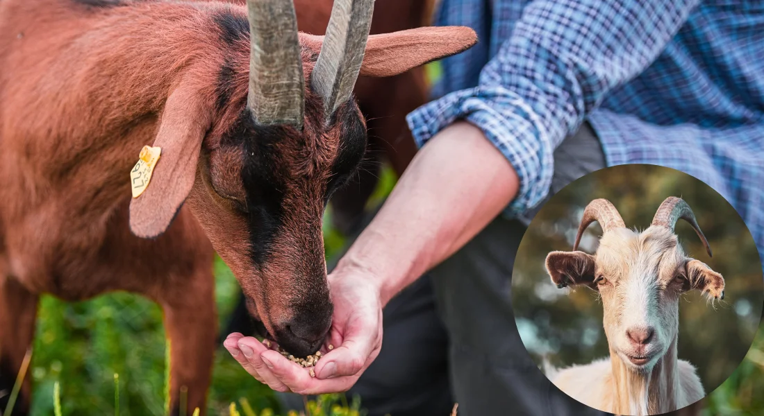 Органічний корм для кіз на B2B-ринку — Globy