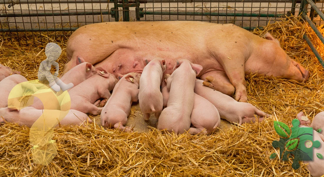 Чому народжуються мертві поросята?
