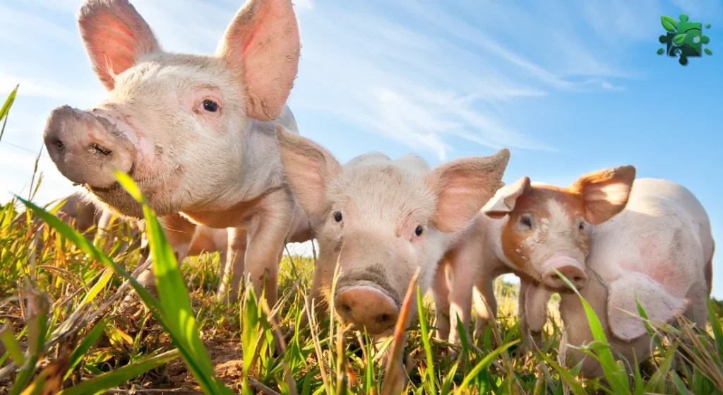 Мертвонародження у свинарстві