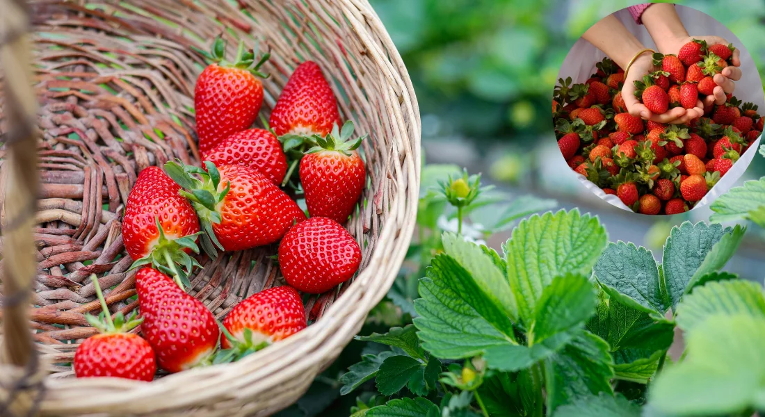 С чего начинается богатый урожай: секреты выбора семян и саженцев
