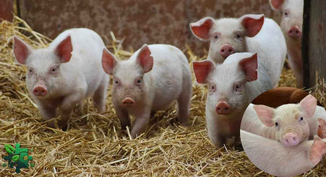 Що таке кокцидіоз у поросят?