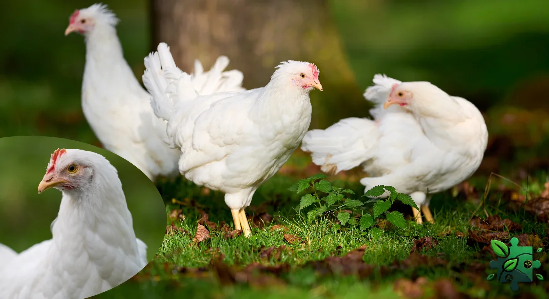 Як проявляється кокцидіоз у курей?