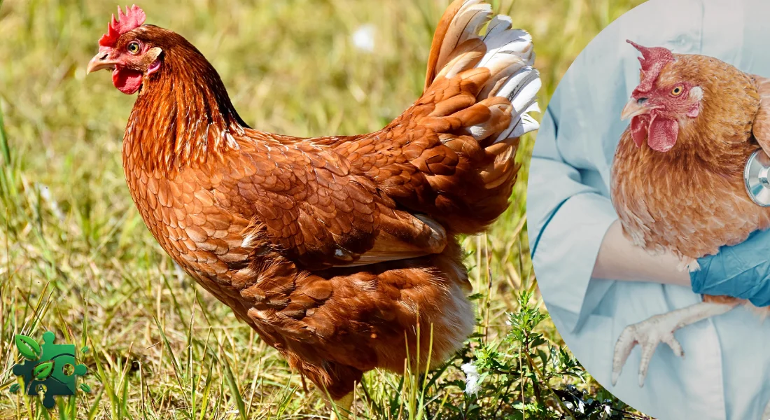 Як проявляється пташиний грип у курей?